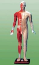 Mô hình châm cứu toàn thân 170cm